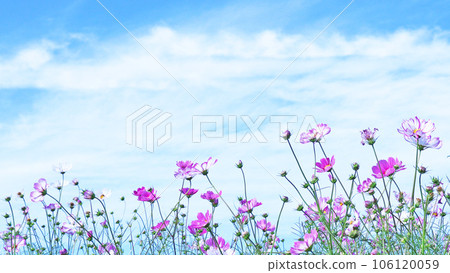 波斯菊花在秋風中搖晃 波斯菊花在秋風中搖晃 106120059