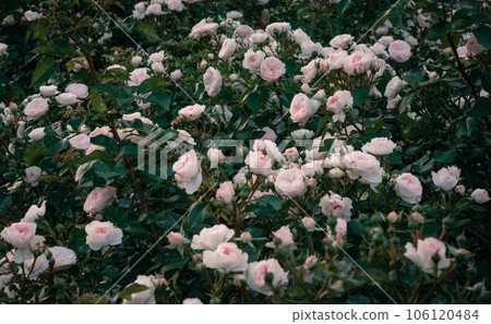 大阪中之島玫瑰公園 中之島玫瑰園 花卉的照片 106120484