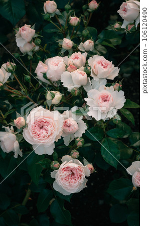 Rose Osaka Nakanoshima Park Nakanoshima Rose Garden Flower Pictures 106120490