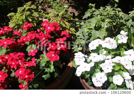 長春花和錦紫蘇群植 長春花和錦紫蘇群植 106120600