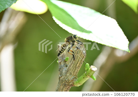 Shioyabu (Shioya horsefly) 106120770