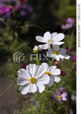 Garden Museum Hiei Cosmos Garden Museum Hiei Cosmos 106121141