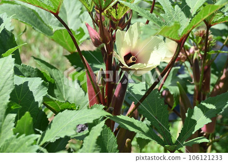 紅秋葵種植 106121233