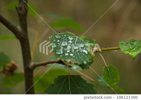 Close up dew or rain water droplets on the leaf Close up dew or rain water droplets on the leaf 106121300