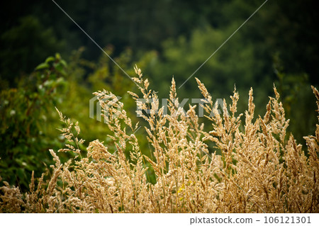 Detailed texture of the wild grass and plants Detailed texture of the wild grass and plants 106121301