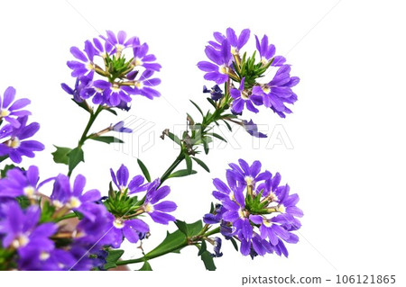 Scaevora's Flower Scaevora's Flower 106121865