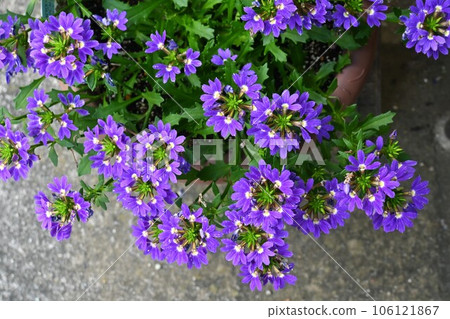 Scaevora's Flower Scaevora's Flower 106121867