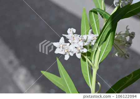 Flower of Fusen cotton 106122094