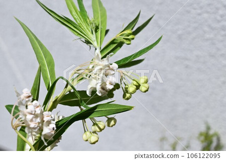 Flower of Fusen cotton 106122095