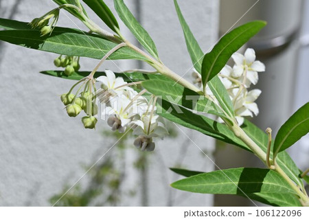 Flower of Fusen cotton 106122096