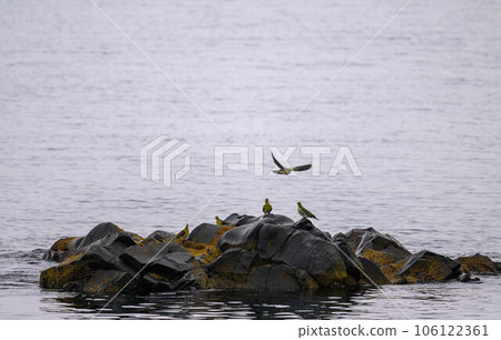 A green pigeon that came only for seawater A green pigeon that came only for seawater 106122361