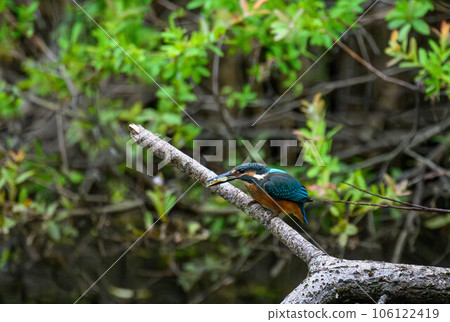 Kingfisher perching on a branch after catching fish 106122419