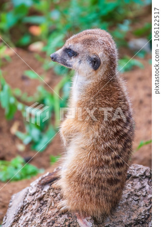 Meerkat, Suricata suricatta, on hind legs. Portrait of meerkat standing on hind legs with alert expression. Portrait of a funny meerkat sitting on its hind legs. Meerkat, Suricata suricatta, on hind legs. Portrait of meerkat standing on hind legs with alert expression. Portrait of a funny meerkat sitting on its hind legs. 106122517