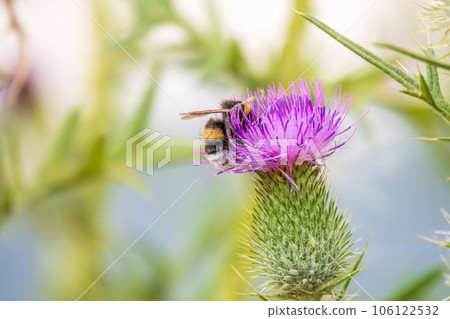 Bumble-bee sitting on wild thistle purple flower 106122532