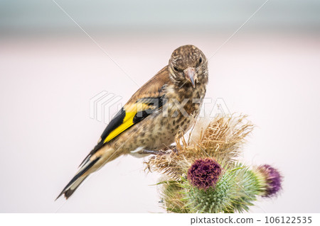 European goldfinch with juvenile plumage, feeding on the seeds of thistles. Carduelis carduelis. 106122535