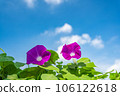 藍天和牽牛花 106122618