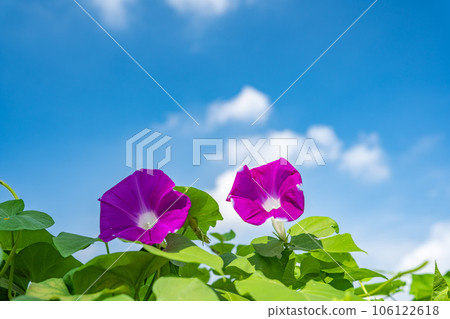 藍天和牽牛花 藍天和牽牛花 106122618