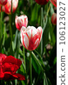 Closeup colorful tulip flower with sunny 106123027
