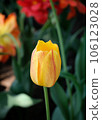 Closeup colorful tulip flower with sunny 106123028