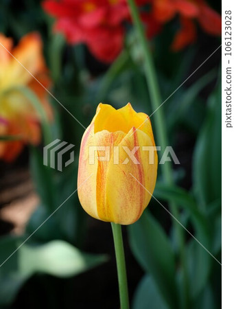 Closeup colorful tulip flower with sunny Closeup colorful tulip flower with sunny 106123028