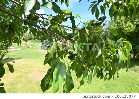 Alder fruit Alder fruit 106123077