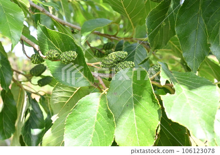 Alder fruit 106123078