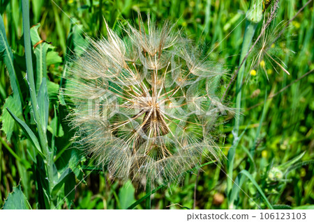 Beautiful wild growing flower seed dandelion on background meadow Beautiful wild growing flower seed dandelion on background meadow 106123103