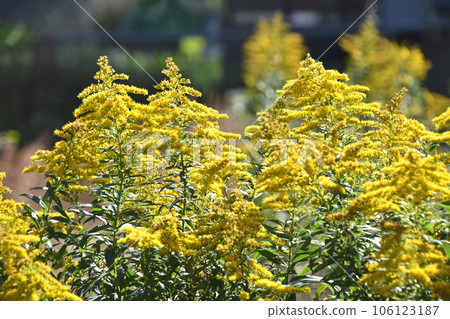 Seiitakahawadanchi So（高泡沫成長） 106123187