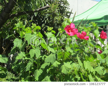 小島花卉協會花園中的美國木槿大紅花 106123777