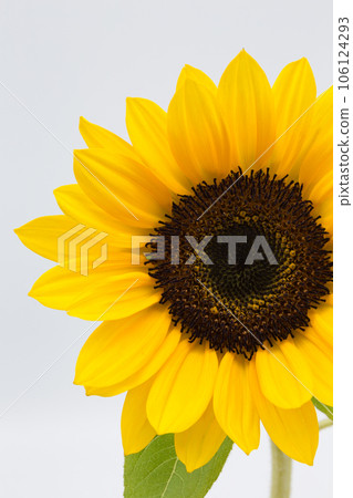 夏天的向日葵 106124293