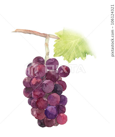 Illustration of grapes (aurora black) painted by watercolor White back Transparent background 106124321