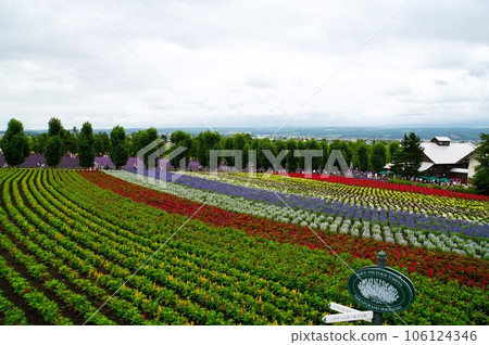 中富良野町農場富田風景 中富良野町農場富田風景 106124346