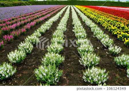Nakafurano Town Farm Tomita Flower Garden Nakafurano Town Farm Tomita Flower Garden 106124349