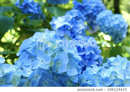 Blue hydrangea Blue hydrangea 106124425