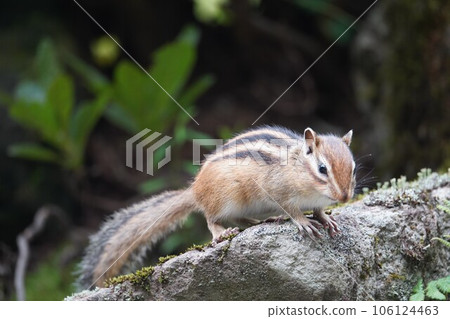 A cute chipmunk that raises its ears and warns its surroundings A cute chipmunk that raises its ears and warns its surroundings 106124463