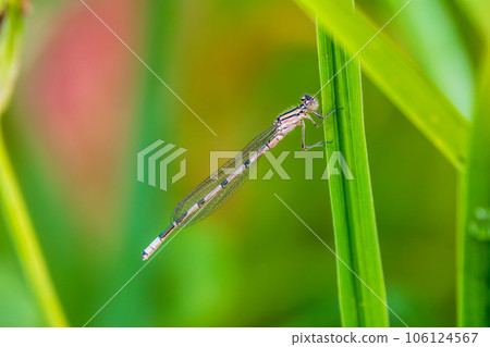 Small dragonfly Enallagma cyathigerum, the common blue damselfly, female. on a blade of grass Small dragonfly Enallagma cyathigerum, the common blue damselfly, female. on a blade of grass 106124567