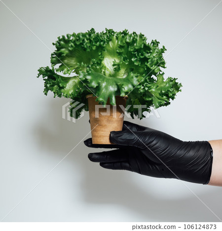 The farmer in black gloves holds fresh salad leaves in a cardboard cup. Fresh product is ready for use The farmer in black gloves holds fresh salad leaves in a cardboard cup. Fresh product is ready for use 106124873