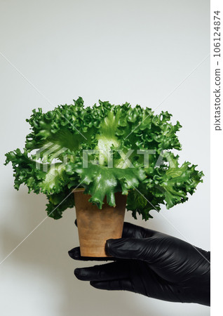 The farmer in black gloves holds fresh salad leaves in a cardboard cup. Fresh product is ready for use 106124874