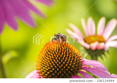 A closeup shot of a bee collecting pollen on a purple echinacea flower 106124944