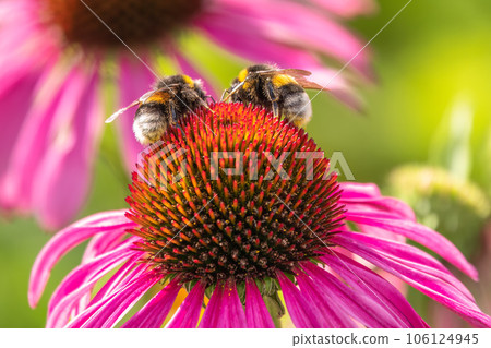 A closeup shot of a bee collecting pollen on a purple echinacea flower 106124945