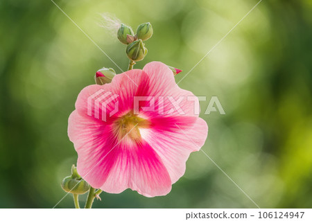 Pink flowers of Hibiscus moscheutos plant close-up. Hibiscus moscheutos, swamp hibiscus, 106124947