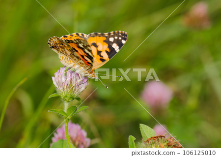 Side view of a lesser ladybug sucking nectar from a red clover flower in a field (clear weather, outdoor macro photography) Side view of a lesser ladybug sucking nectar from a red clover flower in a field (clear weather, outdoor macro photography) 106125010