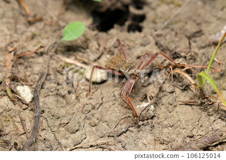 Larvae of the Red-billed tortoise walking on the ground in search of prey (using a macro lens, strobe and natural light, close-up photo) Larvae of the Red-billed tortoise walking on the ground in search of prey (using a macro lens, strobe and natural light, close-up photo) 106125014