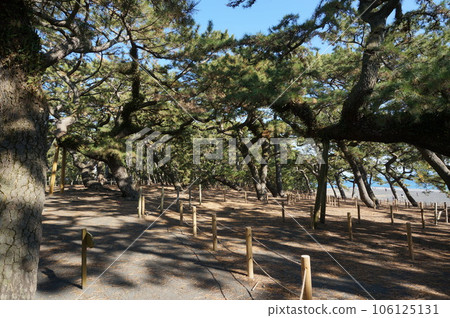 三保松原風景[日本靜岡] 106125131