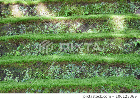 鎌倉妙法寺美麗的苔蘚石階(神奈川縣) 鎌倉妙法寺美麗的苔蘚石階(神奈川縣) 106125369