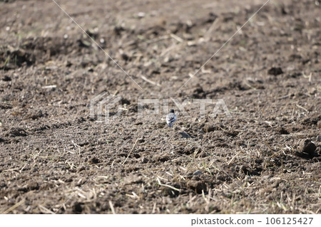 Wagtail looking for food in rice fields 106125427