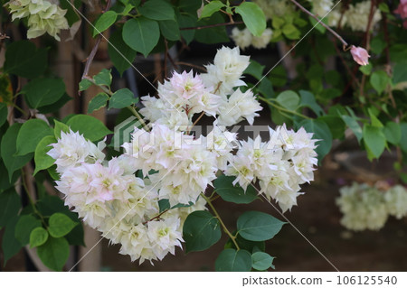 White bougainvillea (pink border) 106125540