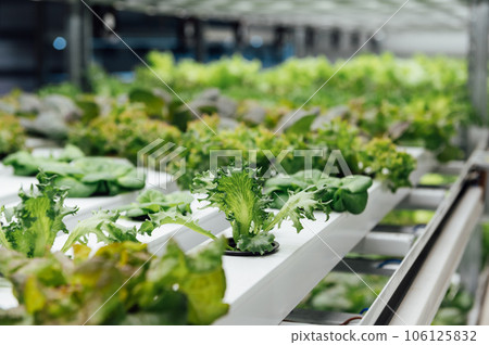 Hydroponics System growing vegetables, Salad in a garden in Ukraine. 106125832