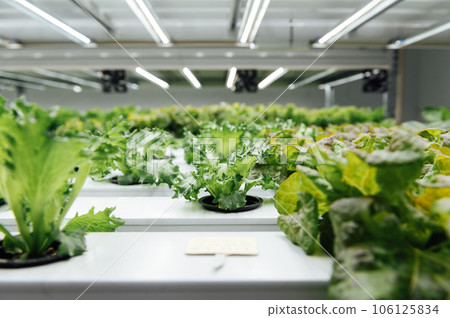 Hydroponics System growing vegetables, Salad in a garden in Ukraine. 106125834