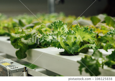 Hydroponics System growing vegetables, Salad in a garden in Ukraine. Hydroponics System growing vegetables, Salad in a garden in Ukraine. 106125838